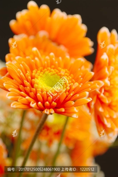 橙花特寫