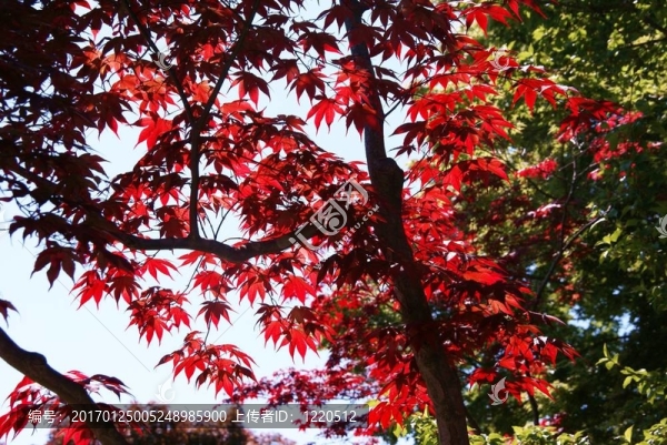 紅色的葉子