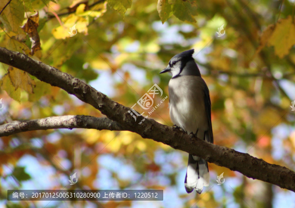 樹上的藍(lán)鳥