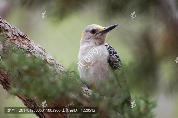 金前啄木鳥(niǎo)-匯圖網(wǎng) www.fosd68.com 金前啄木鳥(niǎo)