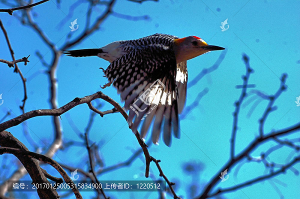 在飛行