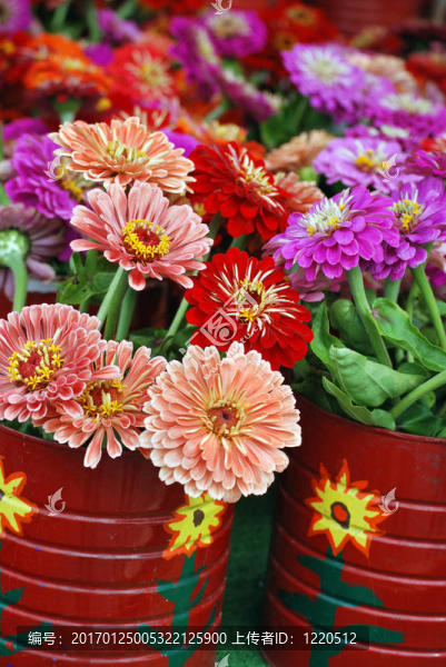 罐裝的大麗花-匯圖網(wǎng) www.fosd68.com 罐裝的大麗花