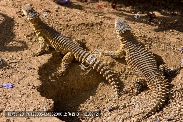 尖刺的爬行動(dòng)物-匯圖網(wǎng) www.fosd68.com 尖刺的爬行動(dòng)物