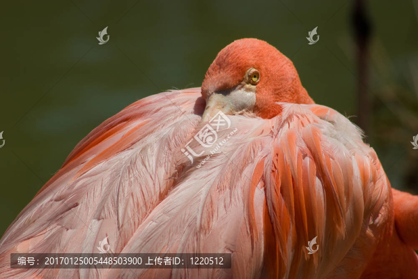 粉紅色的火烈鳥休息