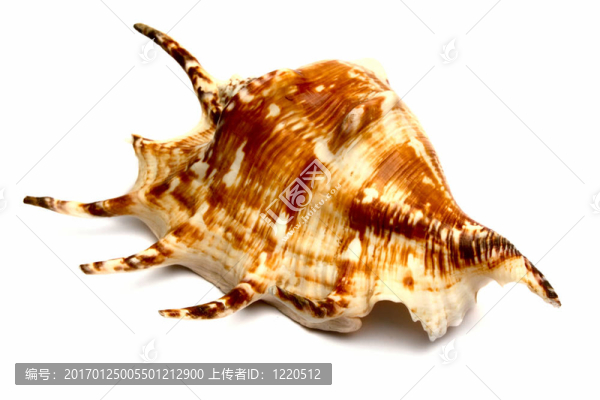 海洋紀(jì)念品輕舟