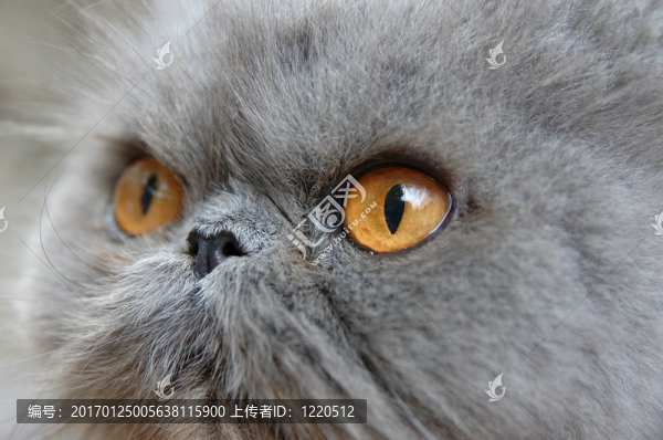 波斯貓