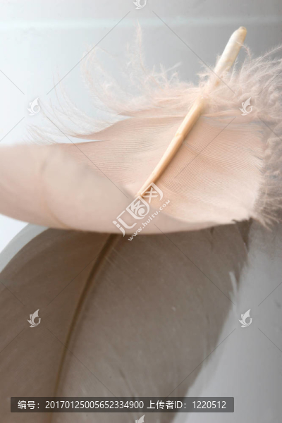 羽毛的特寫