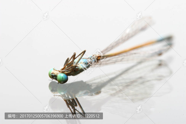 死去的蜻蜓