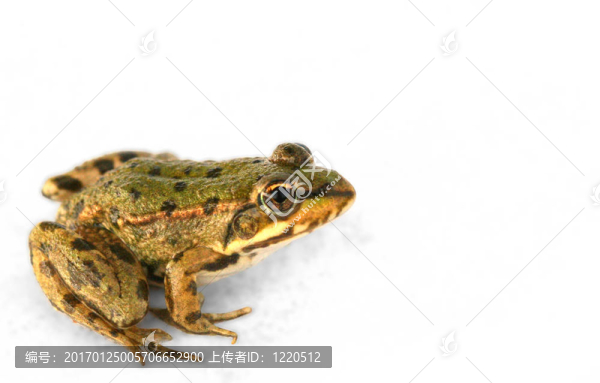 青蛙-匯圖網(wǎng) www.fosd68.com 青蛙