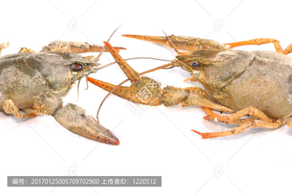 龍蝦的戰(zhàn)斗