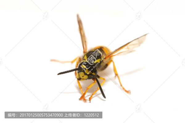 黃蜂
