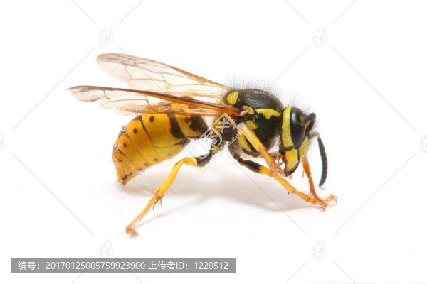 黃蜂