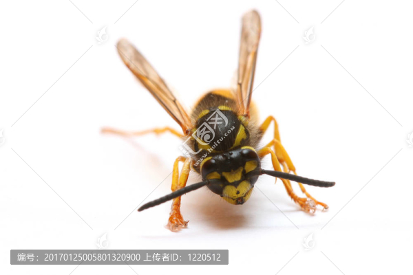 黃蜂