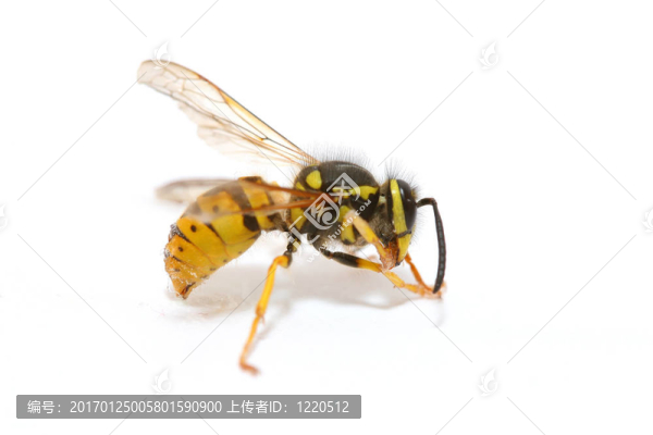 黃蜂