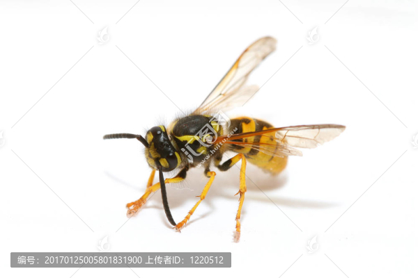 黃蜂