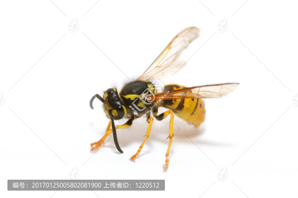 黃蜂
