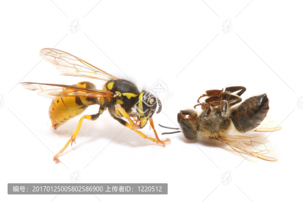 黃蜂和蜜蜂