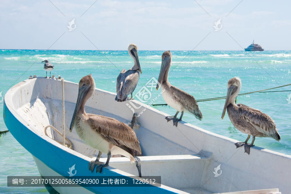 鵜鶘在卡門海灘；墨西哥