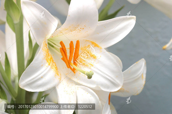 觀賞花卉