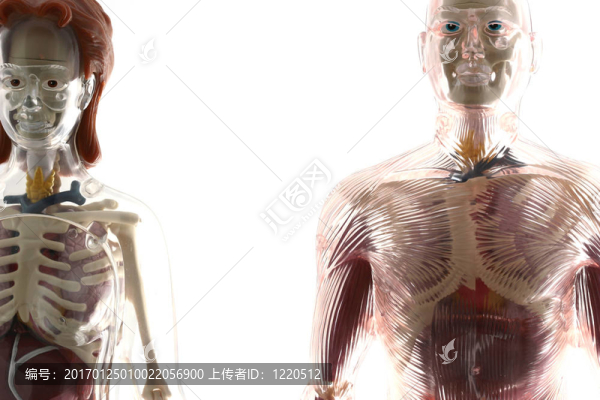 人類的身體