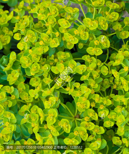 草