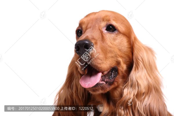 英國可卡犬