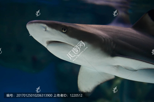 鯊魚