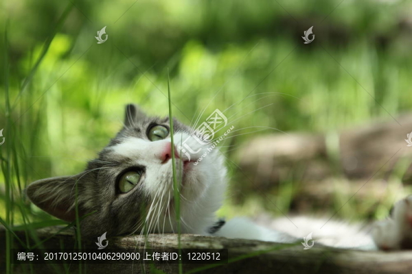 貓