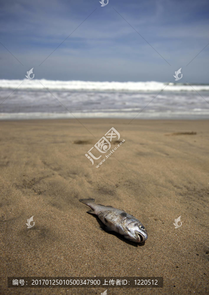 死魚