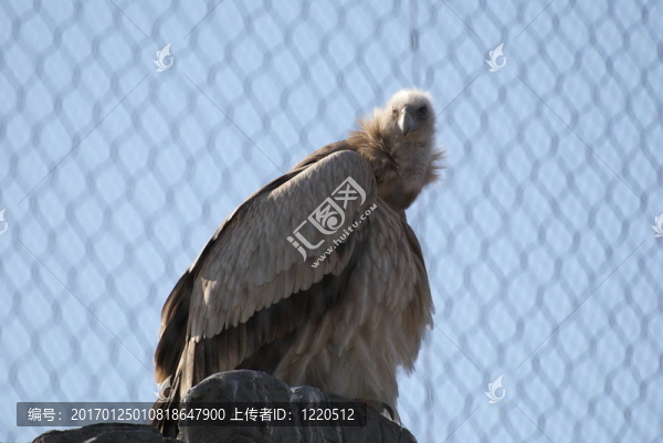 鷹