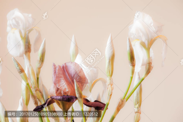 白色的鳶尾花