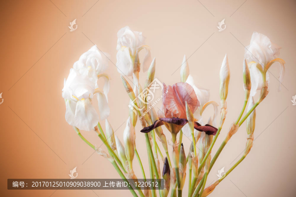 白色的鳶尾花