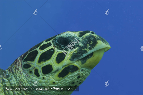玳瑁海龜在藍色的背景