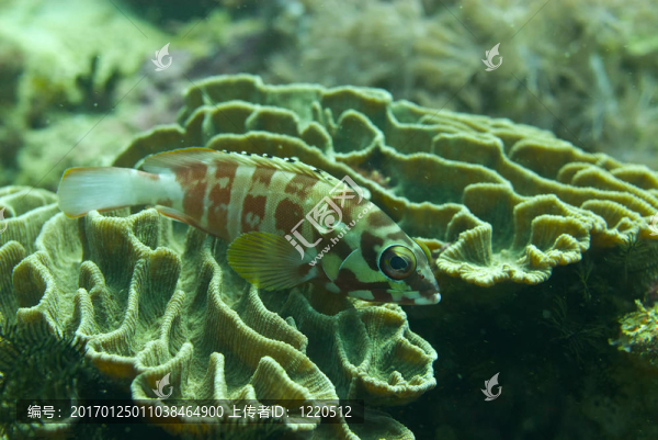 黑邊石斑魚（石斑魚fasciatus）