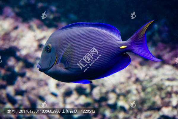 刺尾魚