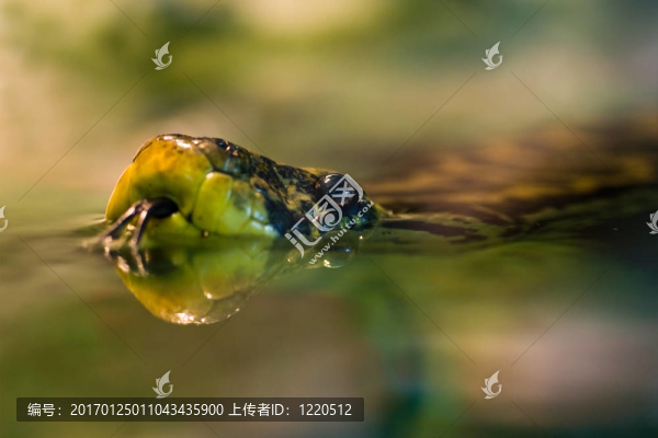 黃水游泳