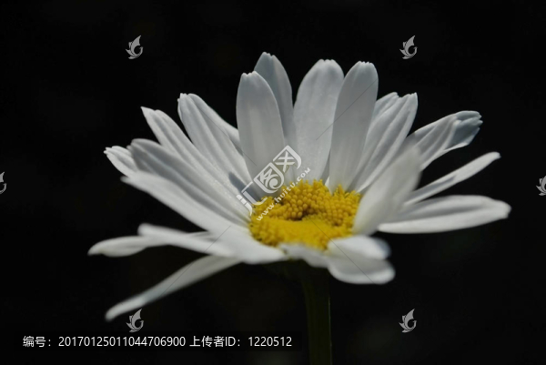 洋甘菊