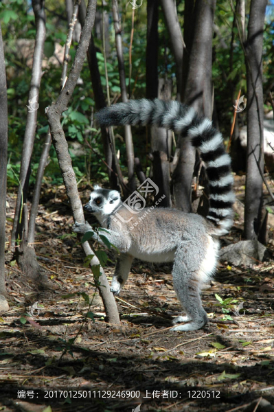 Lemur站在