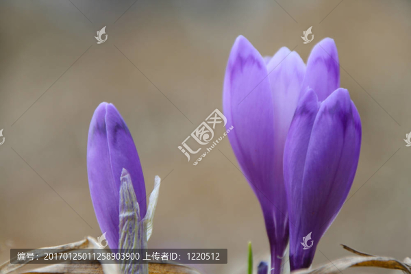 番紅花