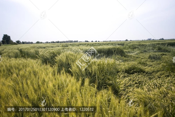 小麥田