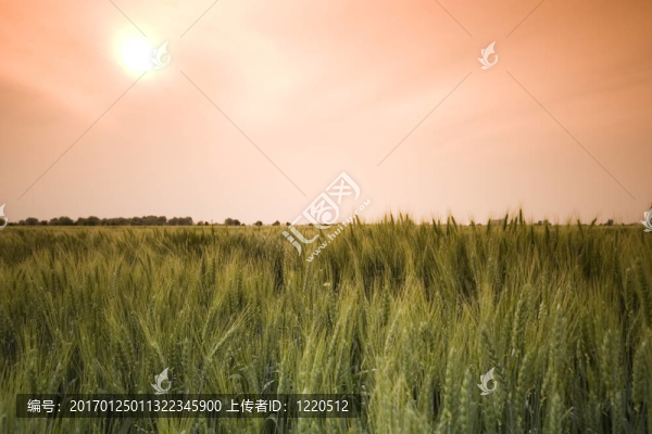 小麥田