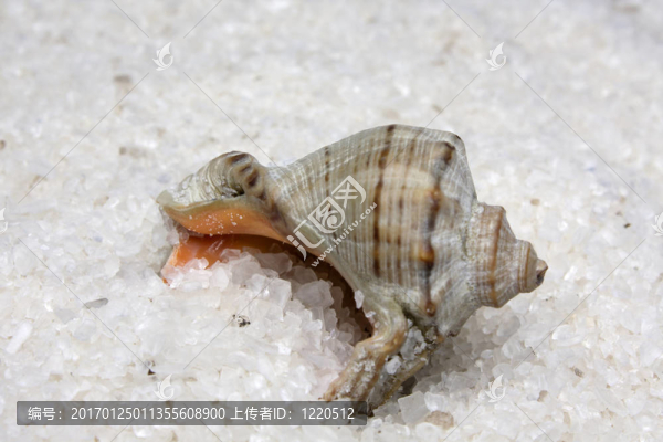 小船在鹽