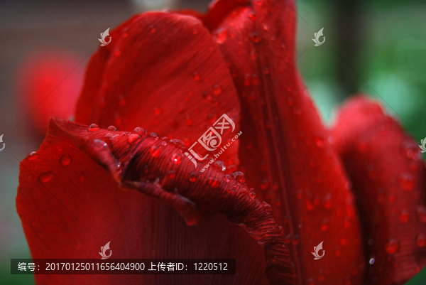 帶雨滴的郁金香