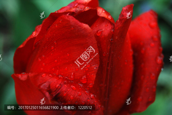 帶雨滴的郁金香