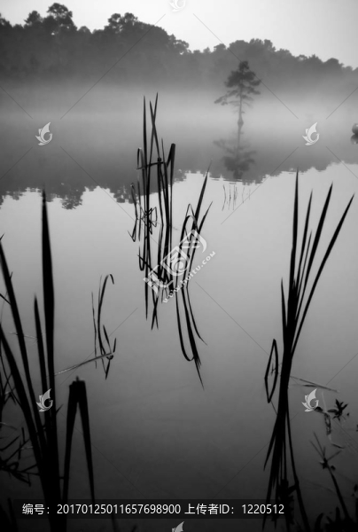 在shallows2香蒲