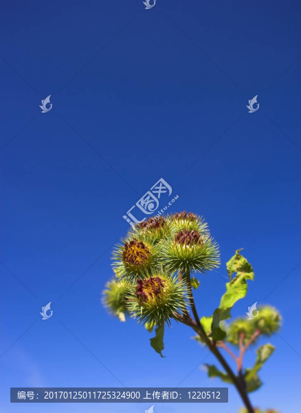 薊