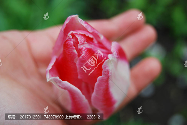 美麗的郁金香在手