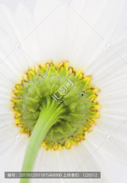 花園里的花