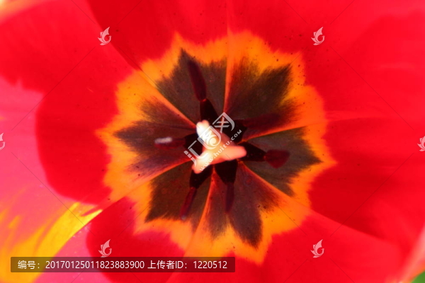 郁金香特寫