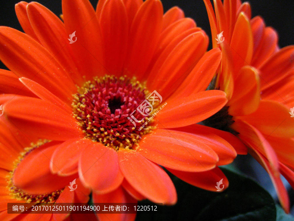 非洲菊